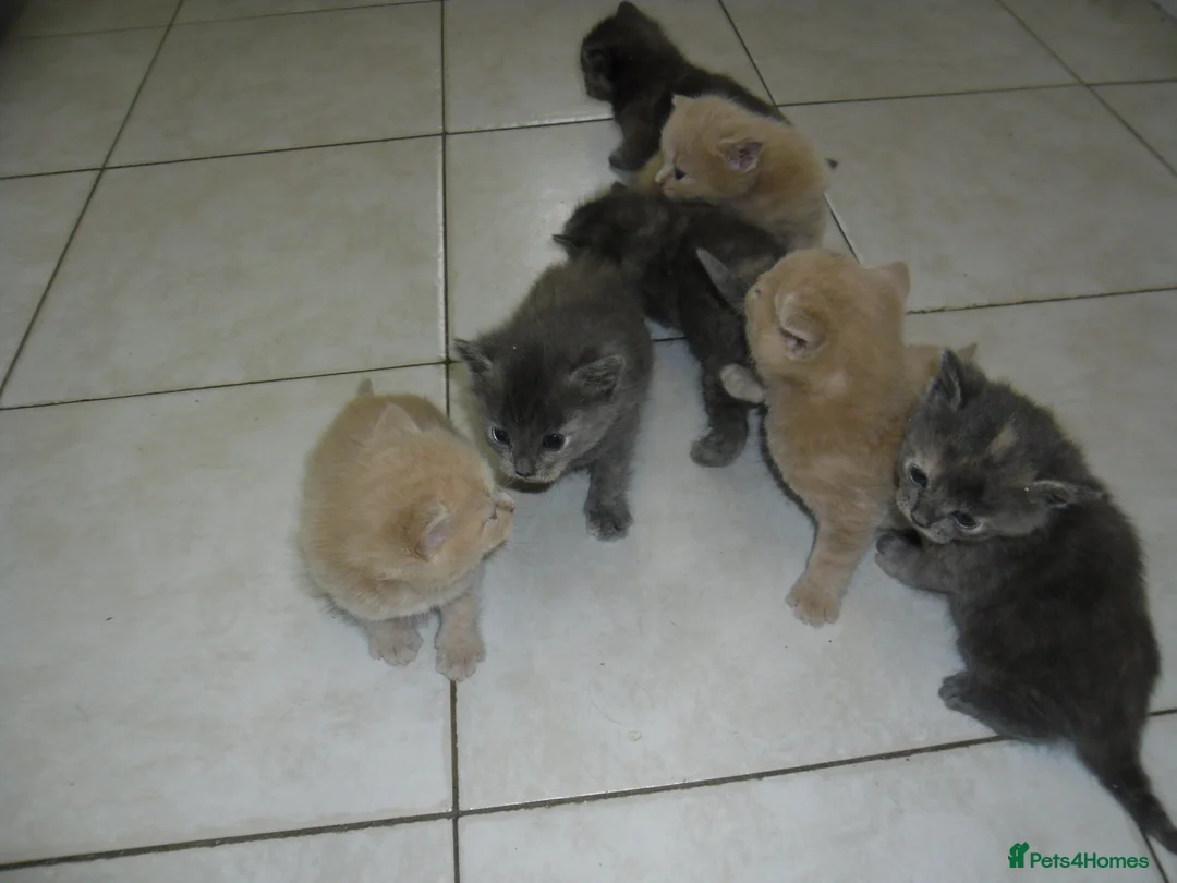 Mixed Breed cats for sale: 8 BEAUTIFUL KITTENS FOR SALE TO LOVING HOMES - Advert 2