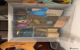 Hamster rodents for sale: Male Longhaired Syrian Hamster - Image 3