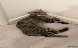 Bengal cats for sale: Half Bengal Half Tabby  - Image 3