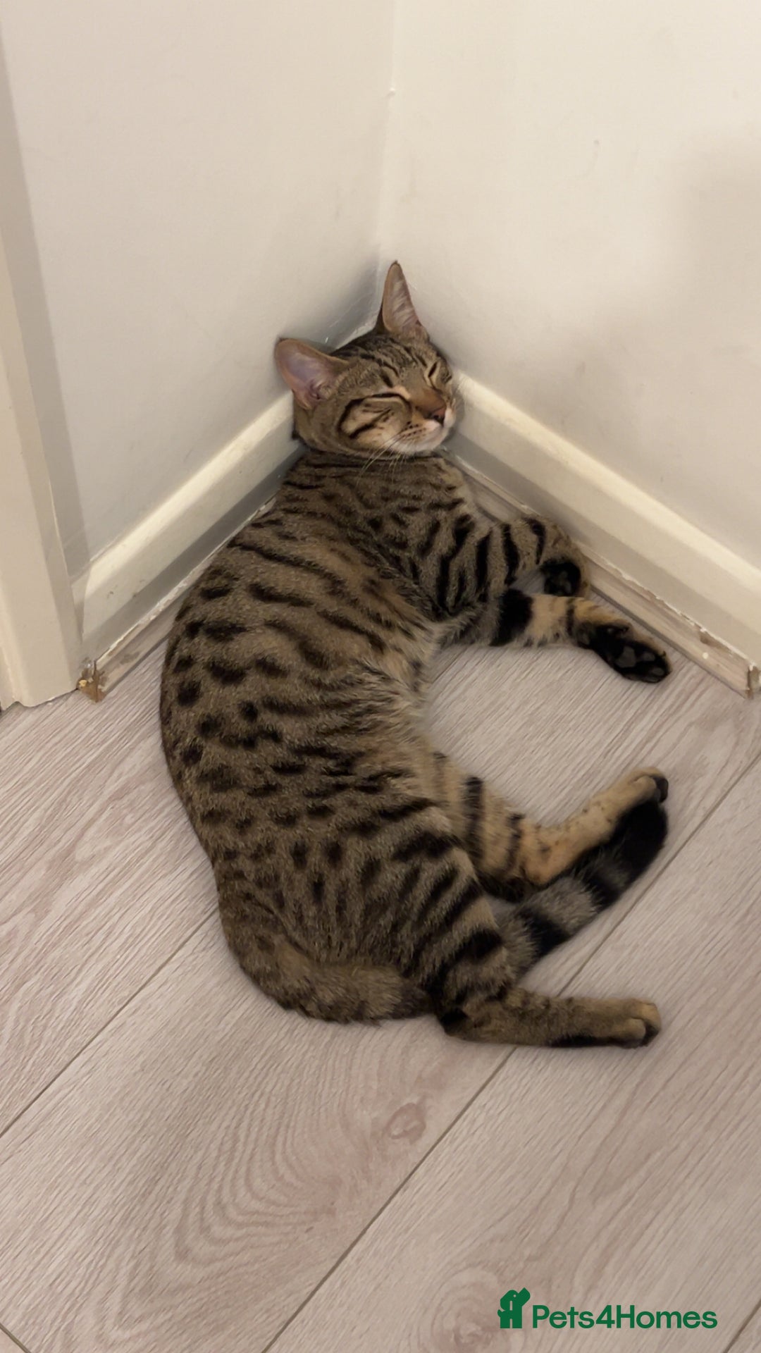 Bengal cats for sale: Half Bengal Half Tabby  - Image 3