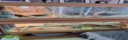 Bearded Dragon reptiles for sale: 2x female bearded dragons plus vivariums - Advert 4