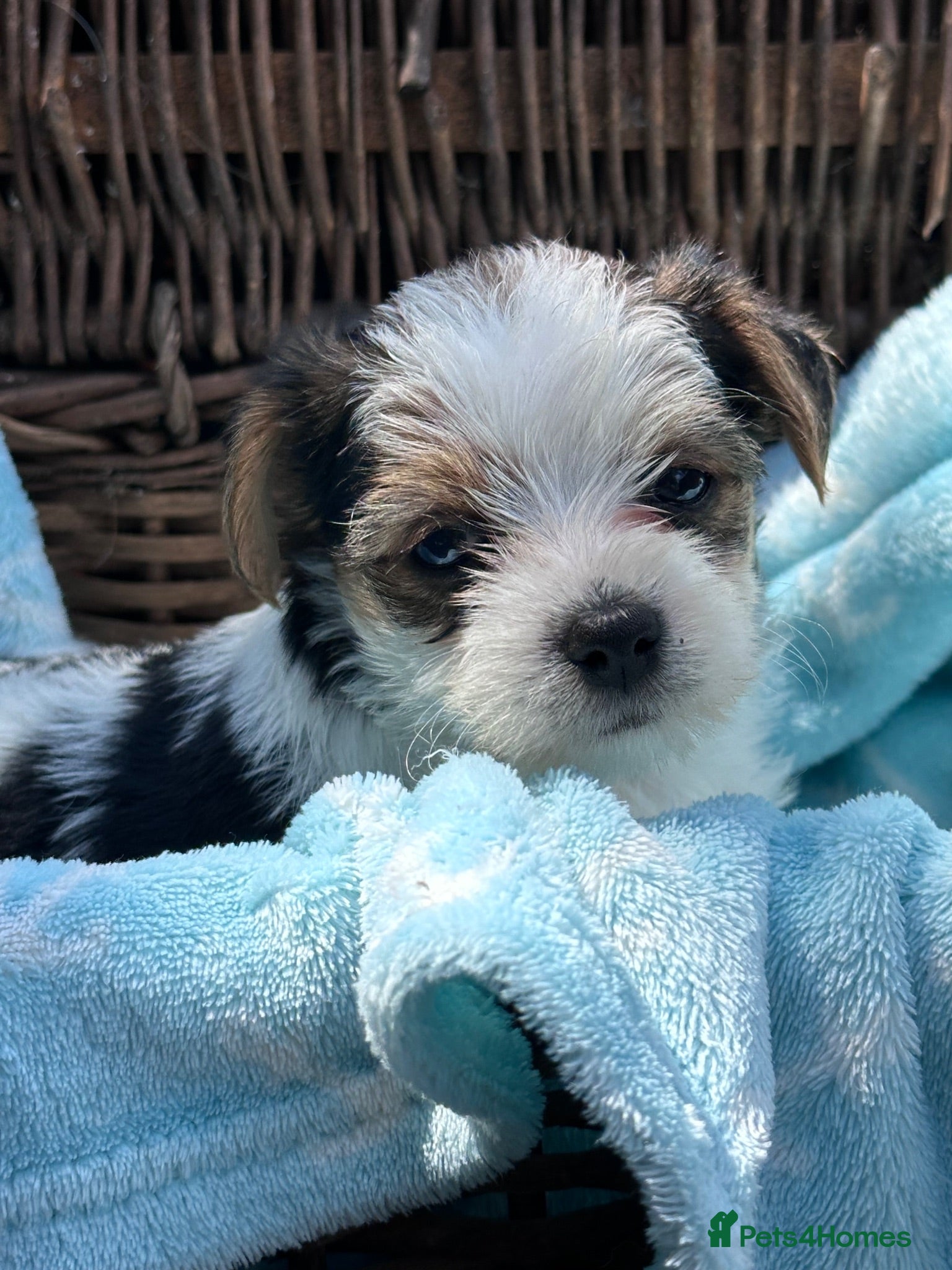Mixed Breed dogs Jack Russell x Biewer Terrier Puppies  - Advert 1