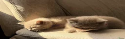 British Shorthair cats for sale: Beautiful GCCF Registered BH Kittens, Choc & Lilac - Advert 1