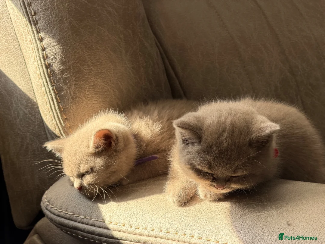 British Shorthair cats for sale: Beautiful GCCF Registered BH Kittens, Choc & Lilac - Advert 1
