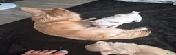 Chihuahua dogs for sale: Beautiful pure white long hair chihuahua girl in Brierley Hill - Advert 6