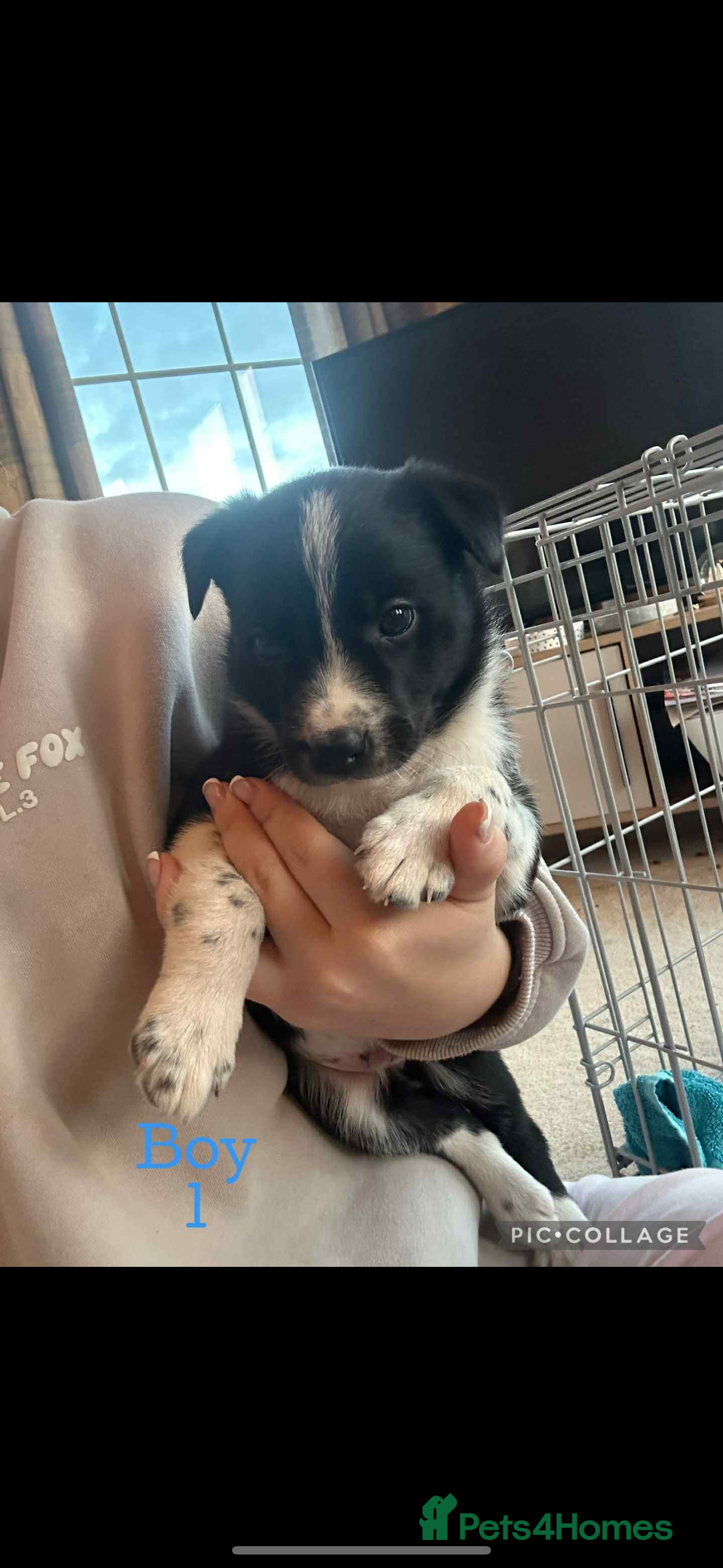 Border Collie dogs Last boy left  - Advert 3