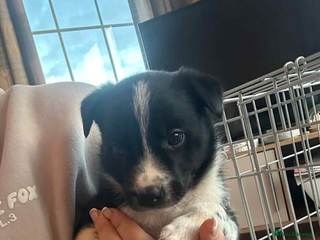 Border Collie dogs Last boy left - Advert 4