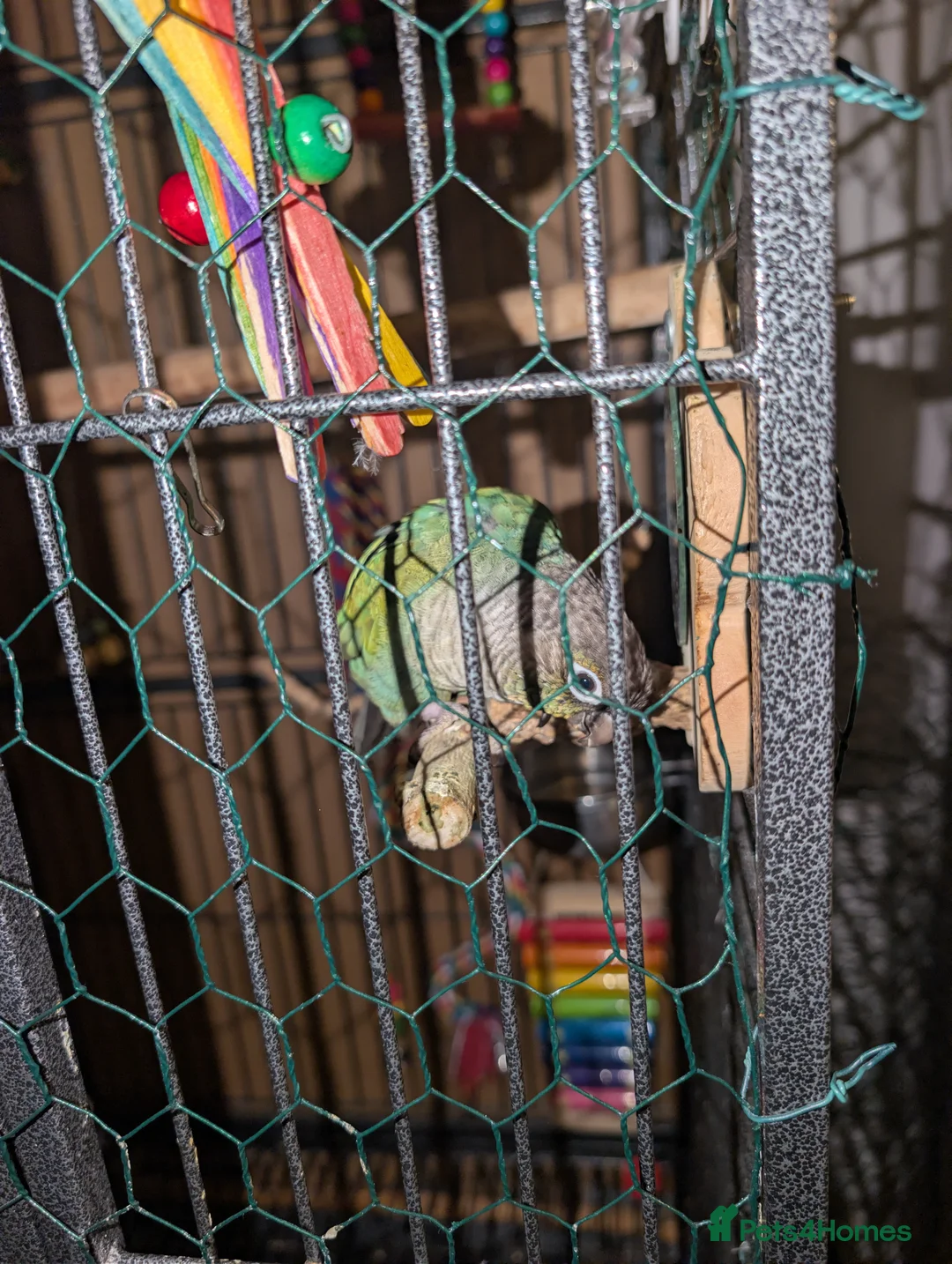 Conures birds for sale: Turquoise conure parrot  - Advert 6