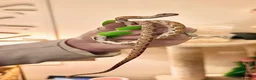Corn Snake reptiles for sale: Male corn snake - Advert 6