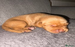 Labrador Retriever dogs for sale: Labrador Retriever Pups - Image 25
