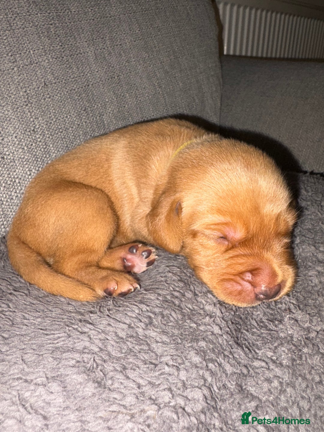 Labrador Retriever dogs for sale: Labrador Retriever Pups - Image 25