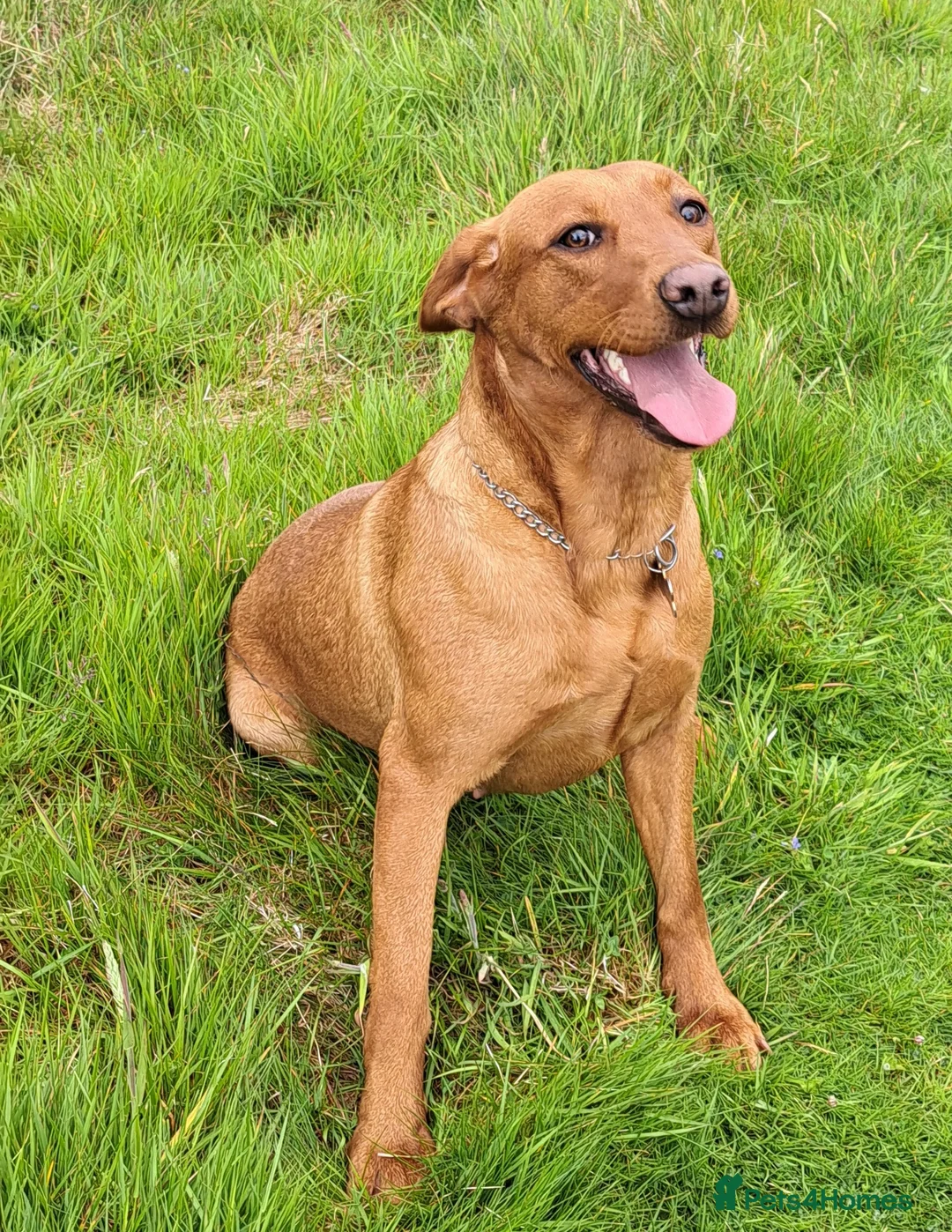 Labrador Retriever dogs for sale: Fox Red Labrador  in Muir of Ord - Advert 2