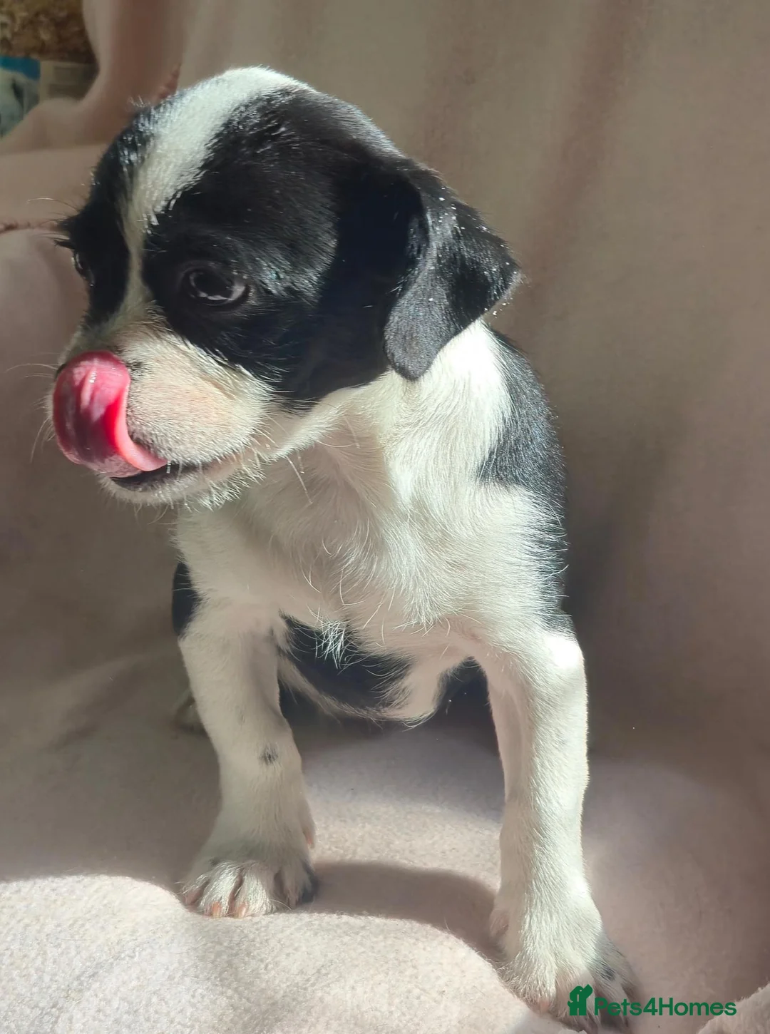 Mixed Breed dogs for sale: Beautiful Pug x Biewer girl - Advert 7