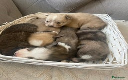 Pomsky dogs for sale: Ready - Blue eyed pomsky’s  - Image 2