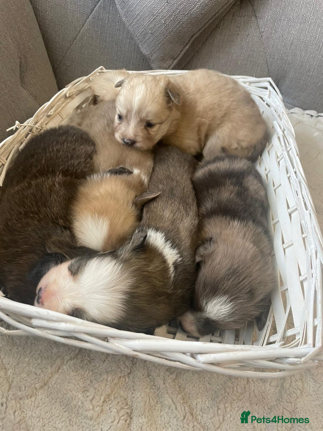 Pomsky dogs for sale: Ready - Blue eyed pomsky’s  - Image 2