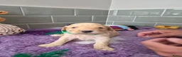Saint Berdoodle dogs for sale: Miniature F1b Saint Bernadoodles  - Advert 35