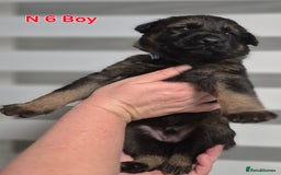 German Shepherd dogs for sale: German Shepherd  - Image 18