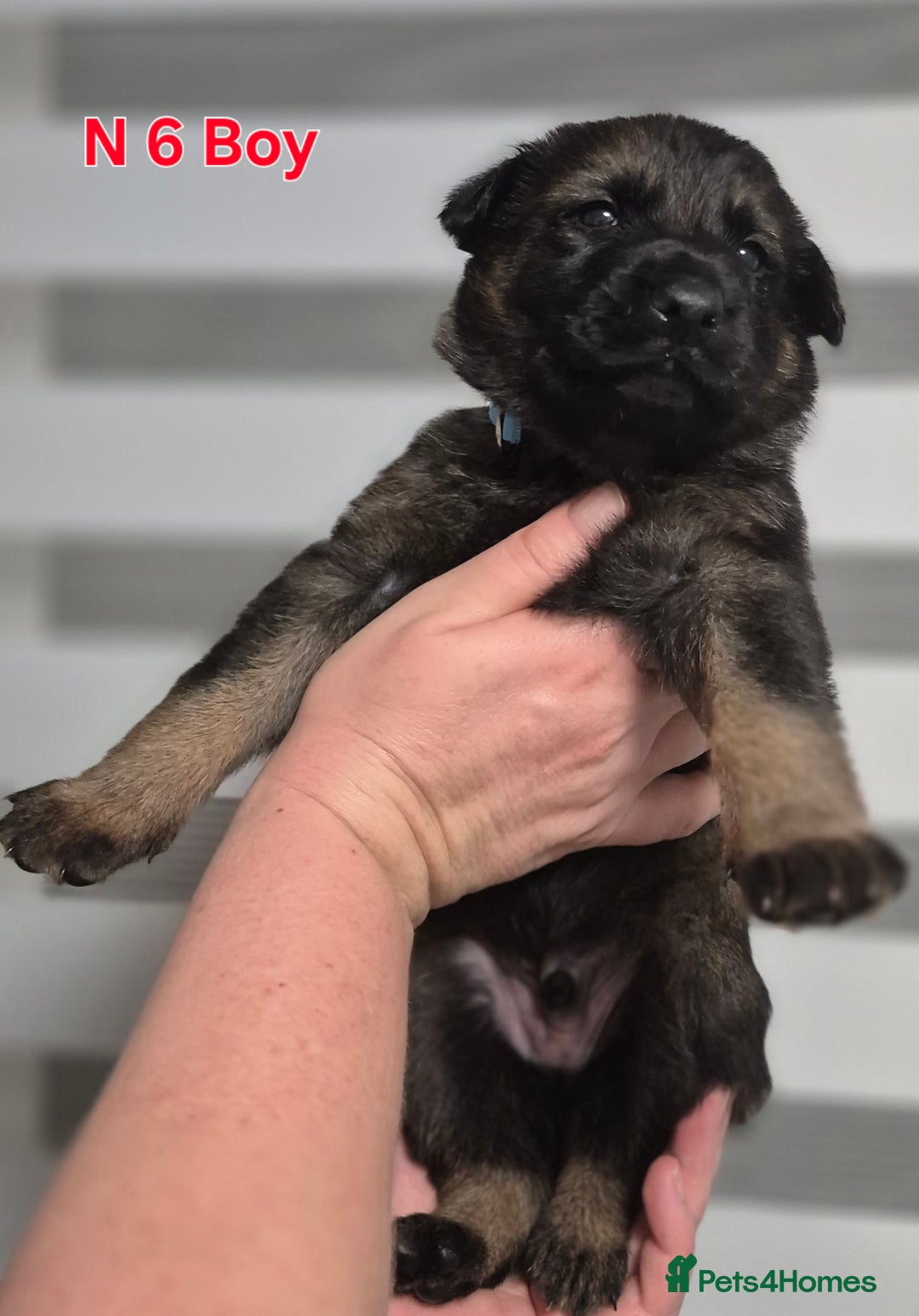 German Shepherd dogs for sale: German Shepherd  - Image 18