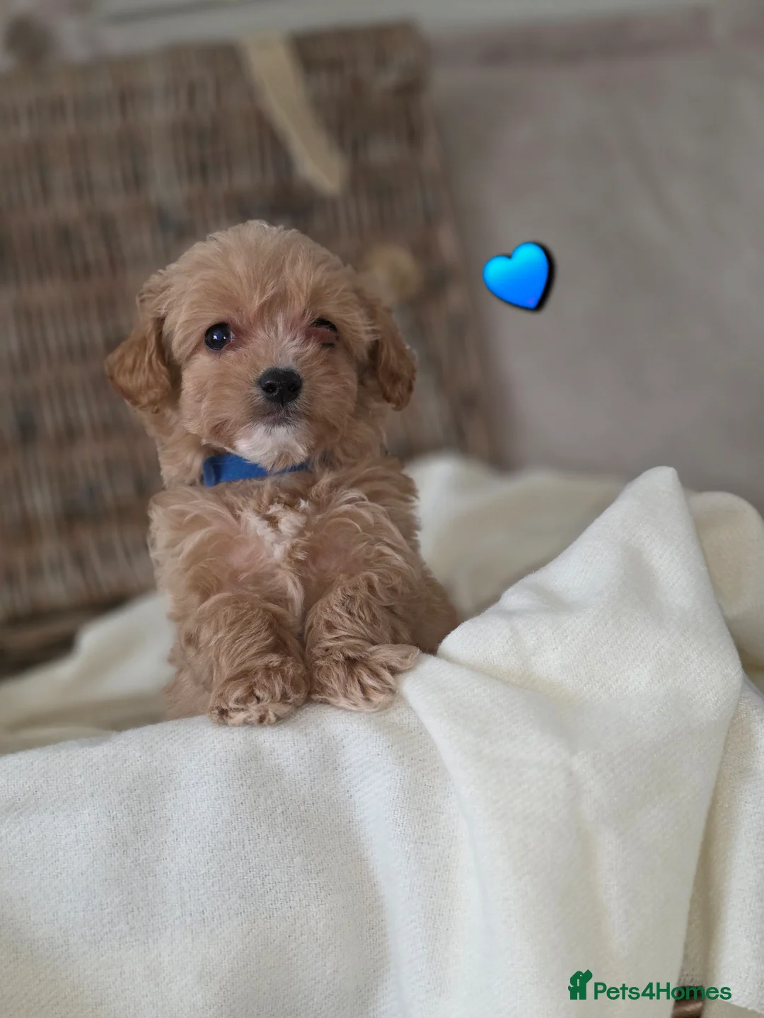 Maltipoo dogs for sale: Five gorgeous multi-poo puppies 3boys 2 girls - Advert 16