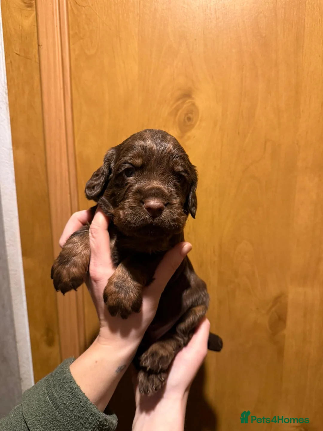 Cocker Spaniel dogs for sale: Fully health tested liver and tan cockers  - Advert 13