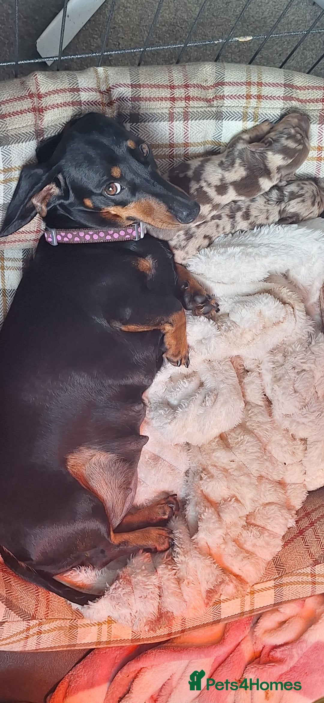 Miniature Dachshund dogs for sale: Fluffy carrier Miniature daschound puppies 🐶  - Image 4