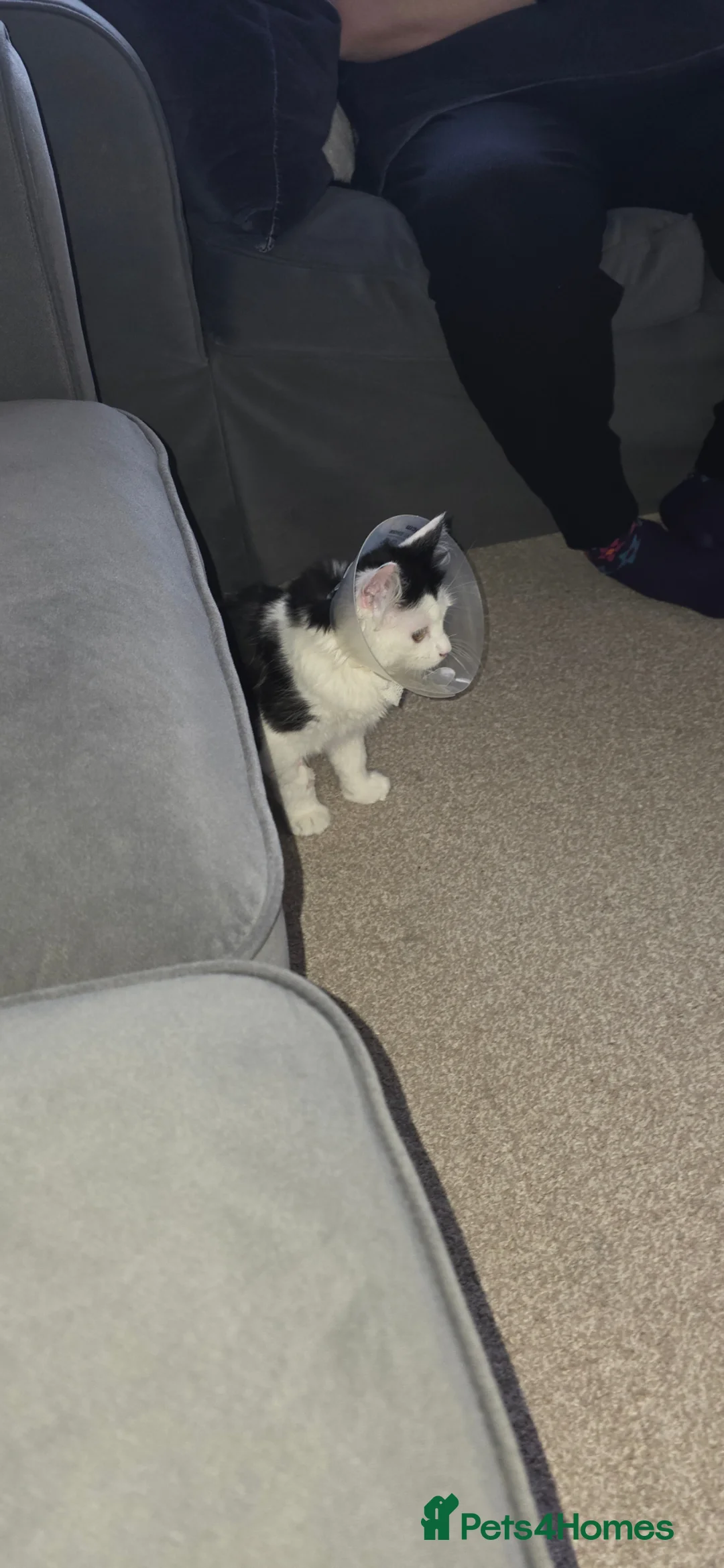 Mixed Breed cats for sale: Reggie (7 months) in Birmingham - Advert 4