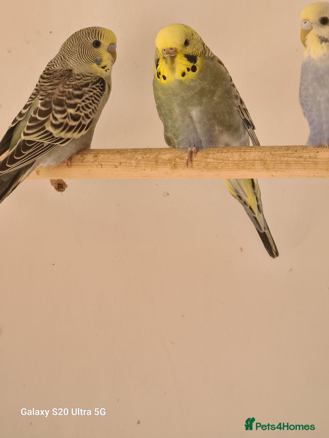 Budgerigars birds for sale: RAINBOW BUDGIES - Image 6