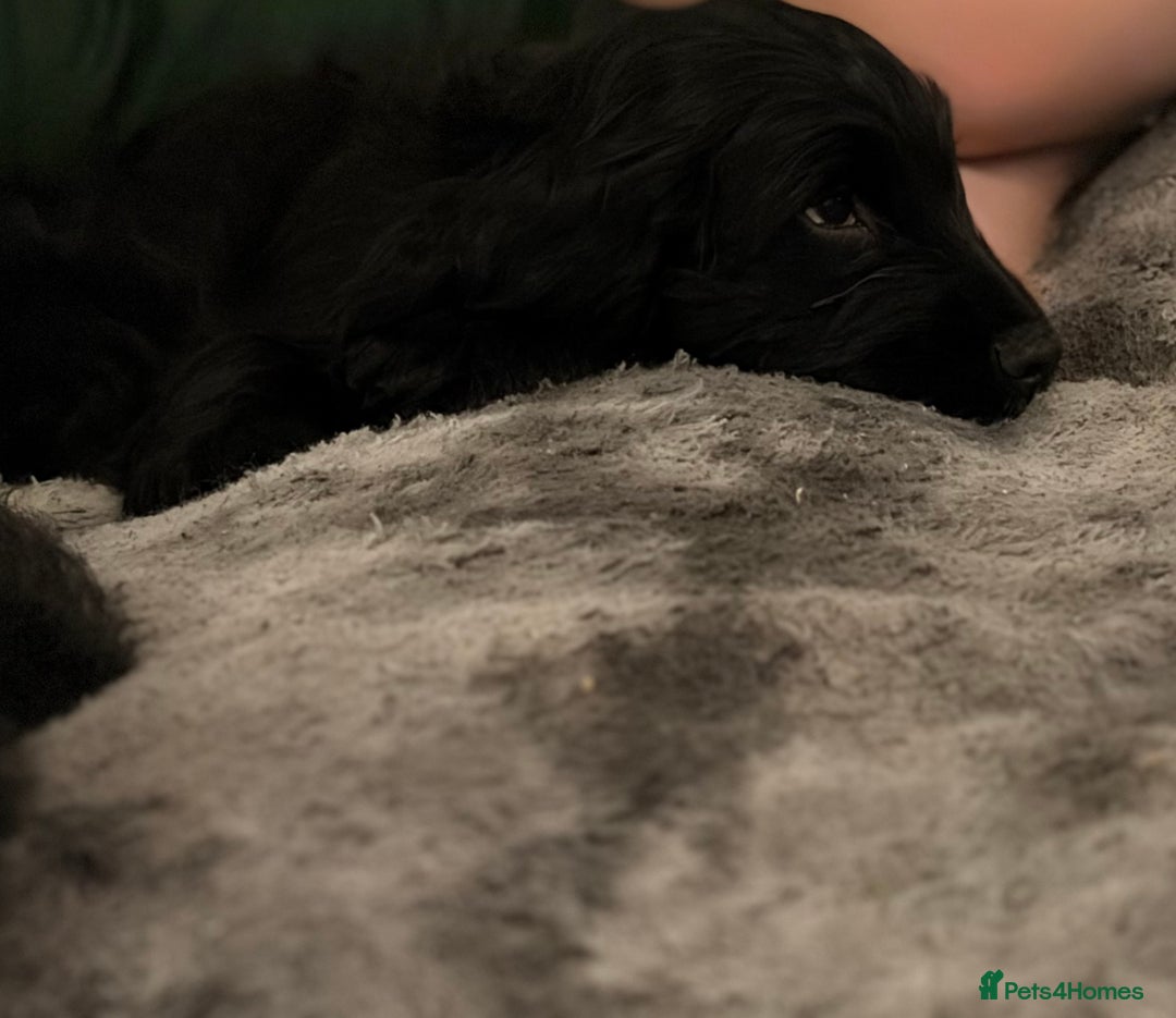 Cockapoo dogs for sale: Cockapoo X Coker spaniel  - Advert 11