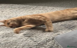 British Shorthair cats for sale: Milo, a short-haired ginger cat seeks loving home - Image 9