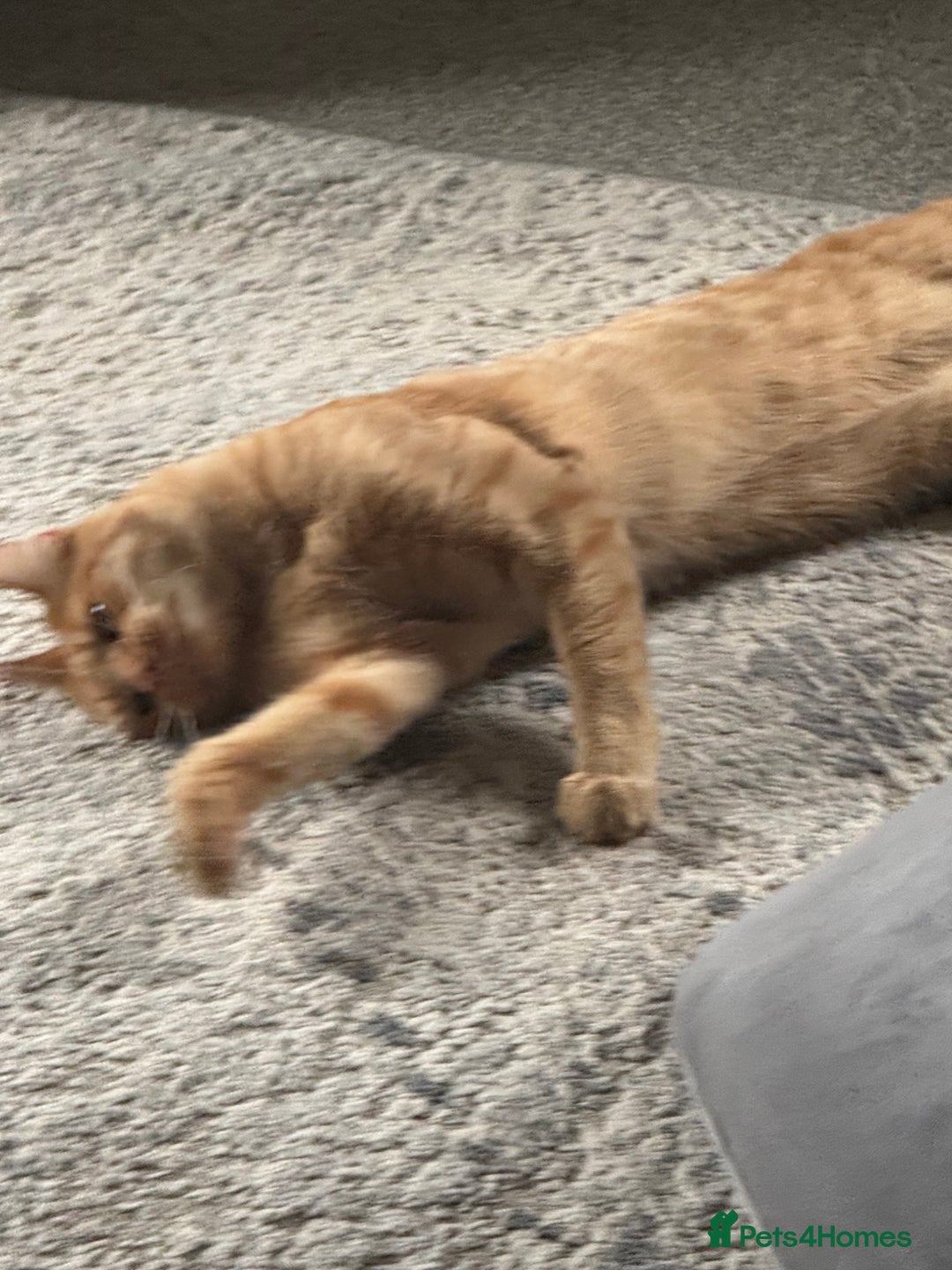 British Shorthair cats for sale: Milo, a short-haired ginger cat seeks loving home - Image 9