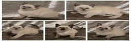 Siamese cats for sale: TRADITIONAL SIAMESE KITTENS  - Advert 1