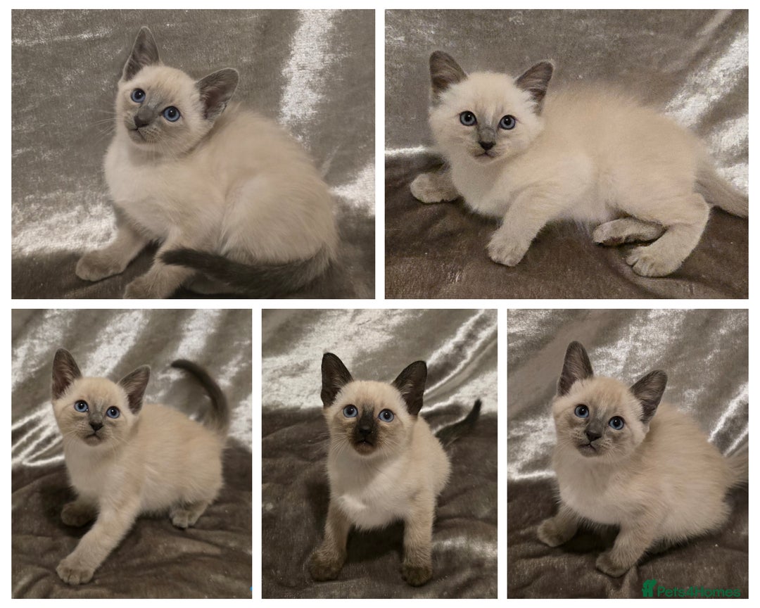 Siamese cats for sale: TRADITIONAL SIAMESE KITTENS  - Advert 1