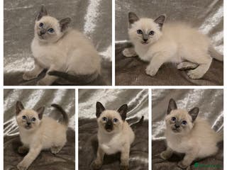 Siamese cats TRADITIONAL SIAMESE KITTENS - Advert 1