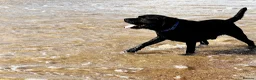 Labrador Retriever dogs for stud: Labrador, proven, health tested, show bred  - Advert 16