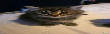 Female kitten