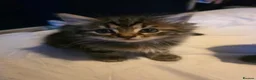 Mixed Breed cats for sale: Mixed Norwegian forest  in Surbiton - Advert 3