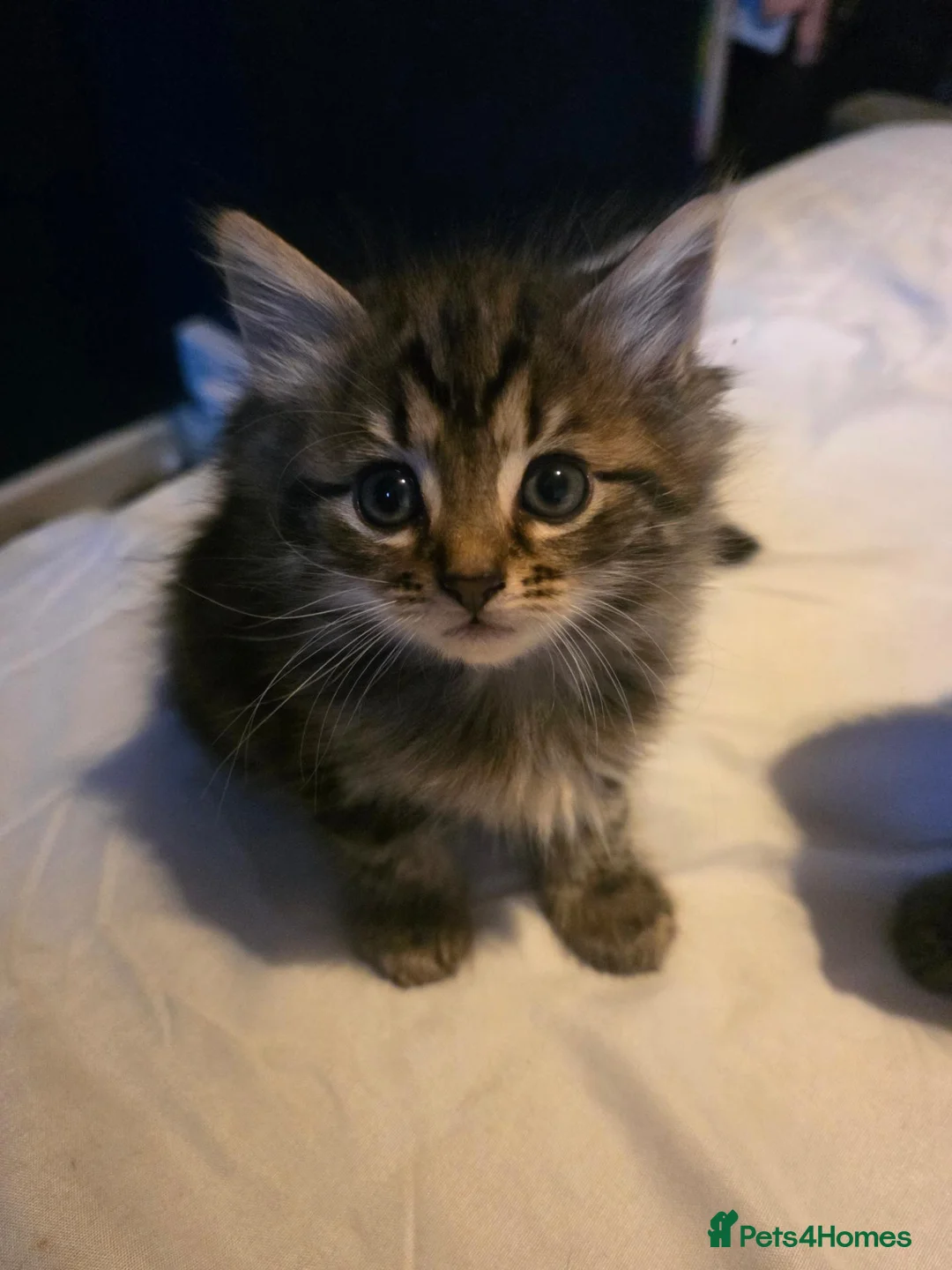 Mixed Breed cats for sale: Mixed Norwegian forest  in Surbiton - Advert 3
