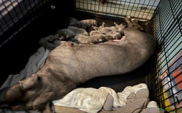 Cane Corso dogs for sale: 12 beautiful Blue cane corso pups - Image 13