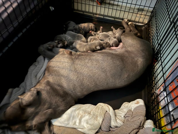 Cane Corso dogs 12 beautiful Blue cane corso pups - Advert 4