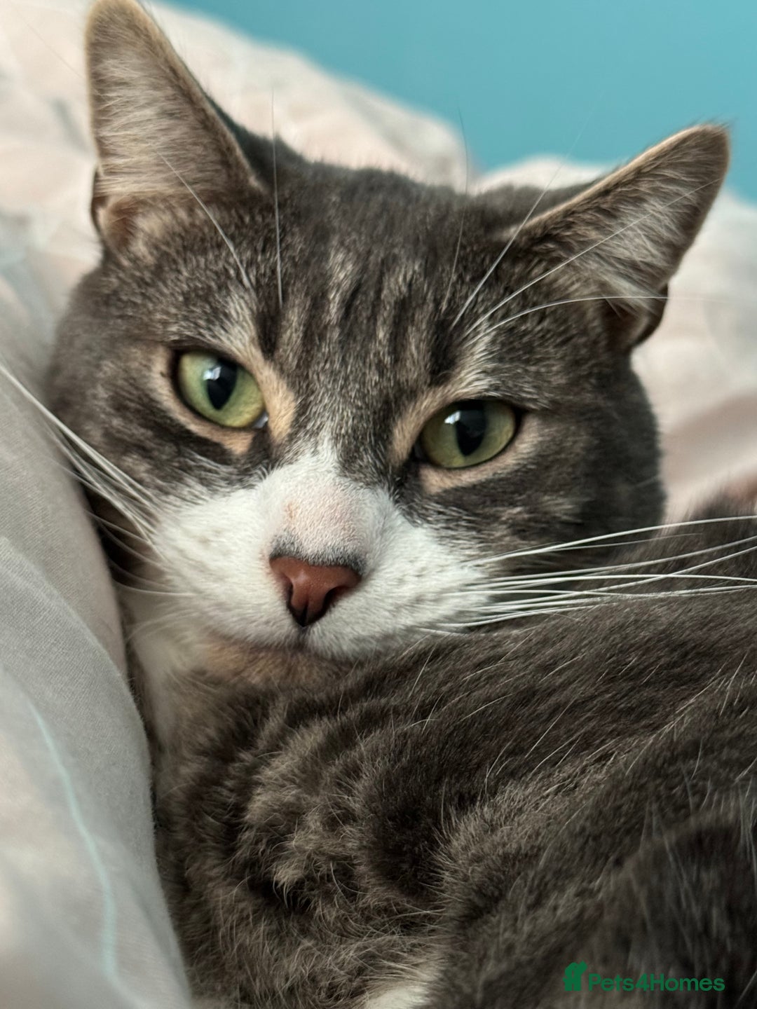 British Shorthair cats for sale: 2 Britishshort hair looking for their forever home - Image 4