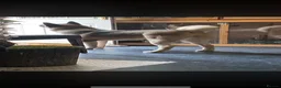 Akita dogs for sale: American Akita female  in Batley - Advert 1