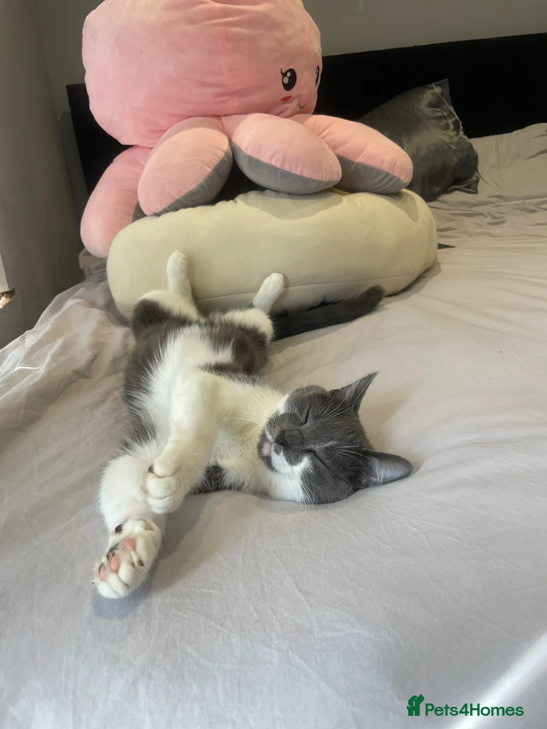 Mixed Breed cats for sale: 3 year old Grey and white Cat - Advert 2