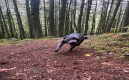 Staffordshire Bull Terrier dogs for sale: Beautiful blue staff - Image 2