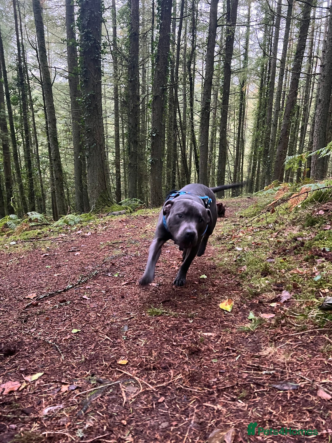 Staffordshire Bull Terrier dogs for sale: Beautiful blue staff - Image 2
