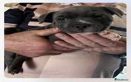 Staffordshire Bull Terrier dogs for sale: Blue Staffordshire Bull Terrier puppies - Image 11