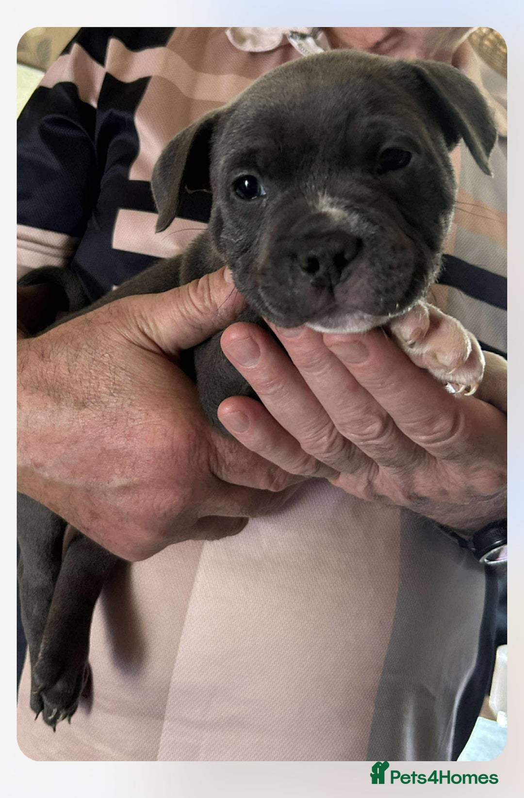 Staffordshire Bull Terrier dogs for sale: Blue Staffordshire Bull Terrier puppies - Image 11