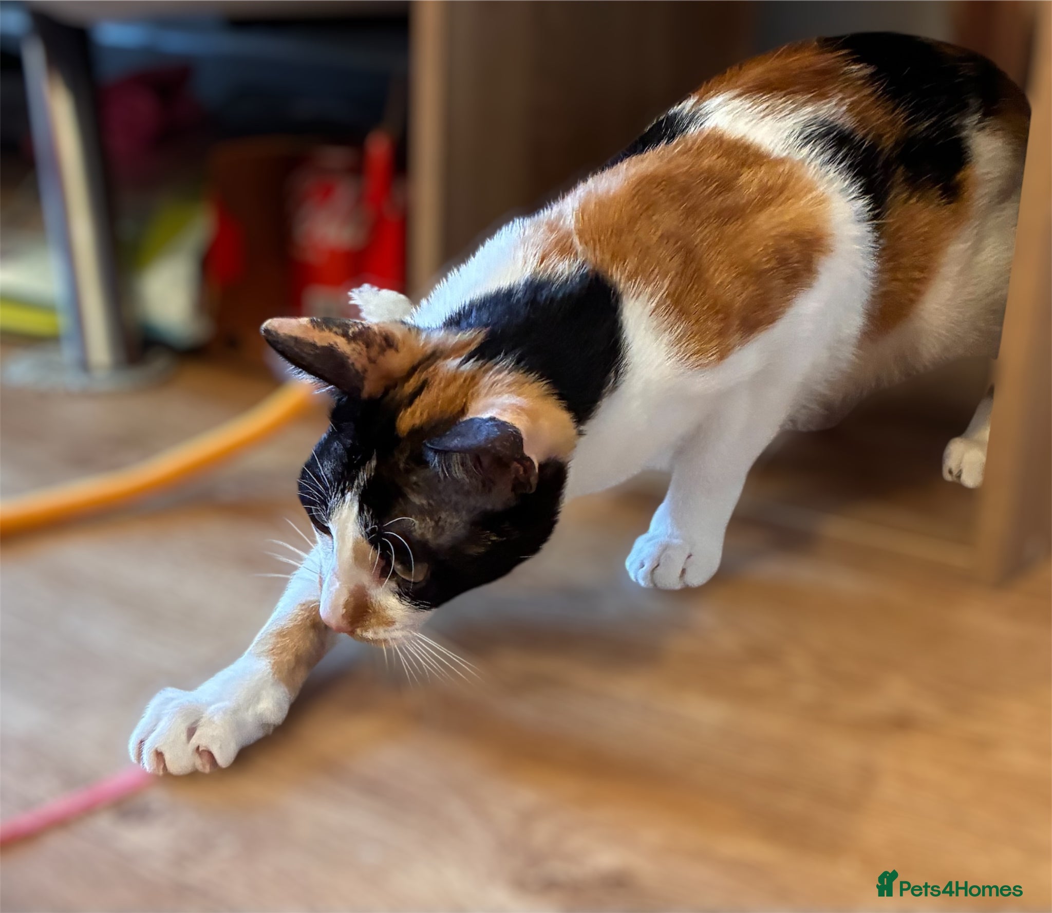 Arabian Mau cats for sale: Looking for loving home, with garden/safe roaming  - Advert 6