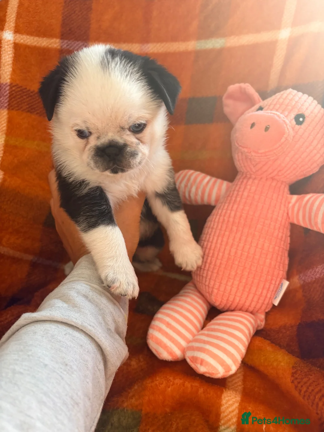 Pug dogs for sale: Panda 🐼 pug puppies carrying pink - Advert 1
