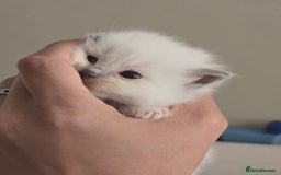 Ragdoll cats for sale: Irresistable Blue Mitted Ragdoll Kittens🙀😻🙀 - Image 5