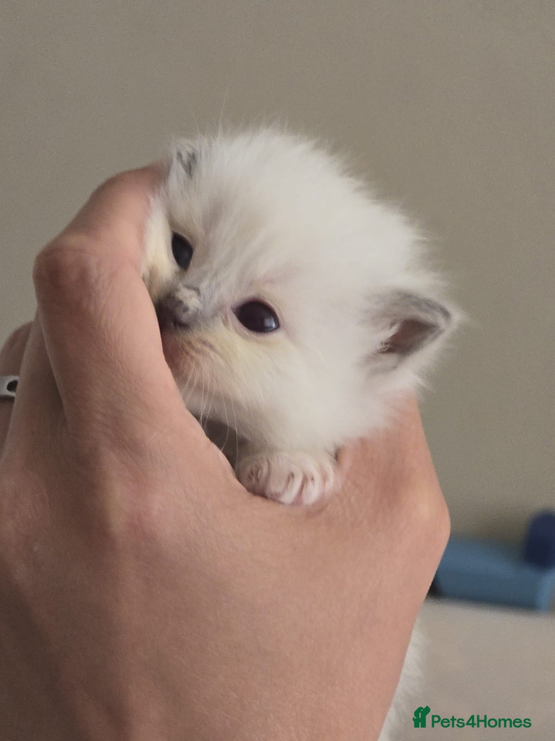 Ragdoll cats for sale: Irresistable Blue Mitted Ragdoll Kittens🙀😻🙀 - Image 5